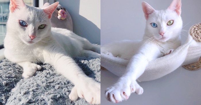  Ce chat blanc avec des doigts supplémentaires et des yeux colorés a capturé les cœurs de tout le monde