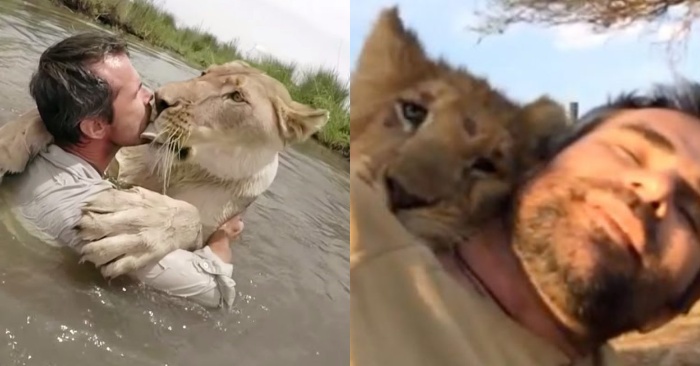  Deux petits lionceaux quelques années plus tard reconnaissent l’homme qui leur a sauvé la vie
