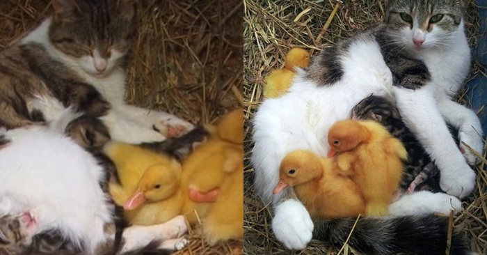  En plus de ses châtains nouveau-nés, le chat a commencé à prendre soin de petits canards comme une mère