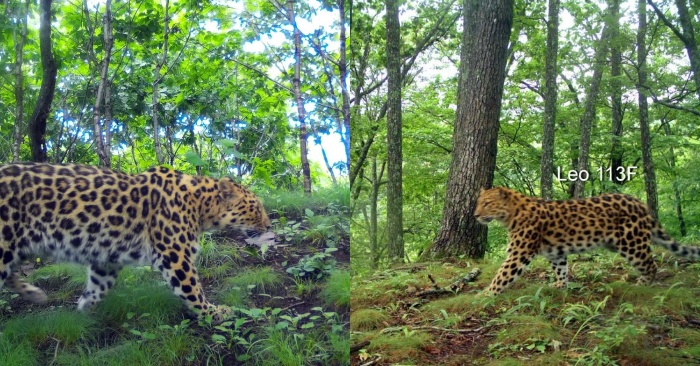  Voici comment une mère léopard se rapproche de sa fille dans un parc leopard