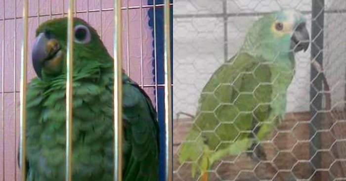  Un cas très intéressant : un perroquet a été emprisonné au Brésil, qui a aidé les criminels et a refusé des trahir