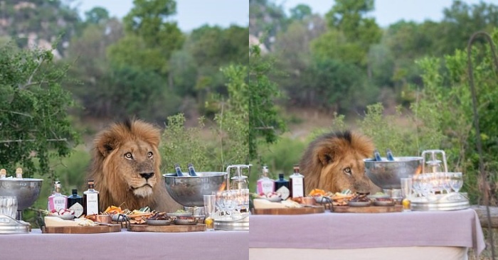  En organisant un buffet, l’énorme lion a surpris le personnel de Safari groupe avec sa visite