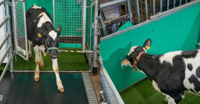  Une histoire intéressante dans laquelle les vaches ont appris à aller aux toilettes pour ne pas polluer l’environnement