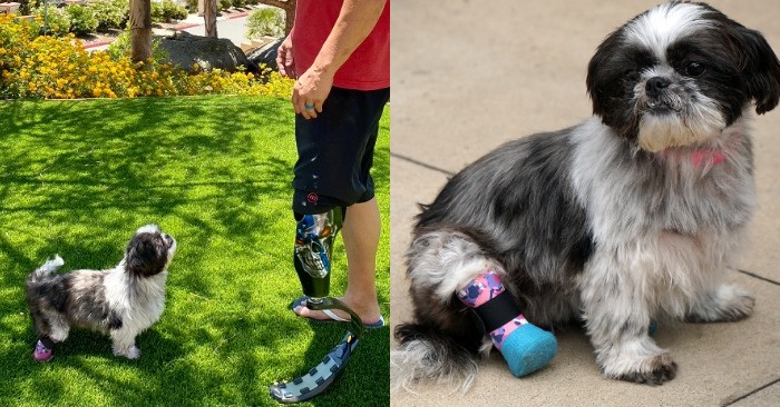  Cet homme qui a perdu une jambe a commencé à prendre soin d’un chien qui n’avait pas une de ses pattes arrière  ils ont partagé le même destin