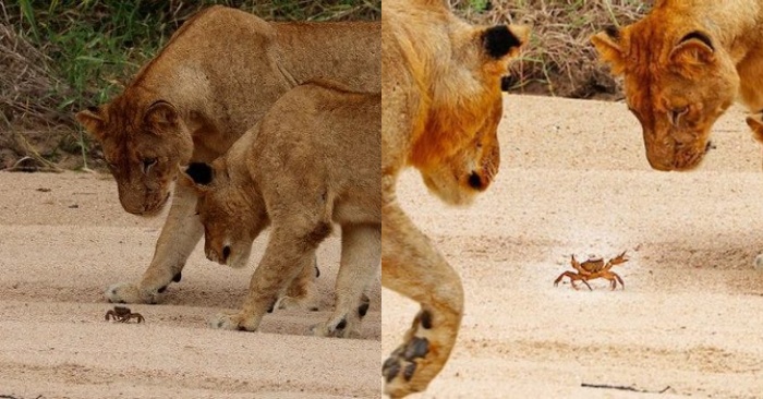  Drôle scène quand les lions se rapprochaient, le crabe levait ses griffes pour leur faire peur
