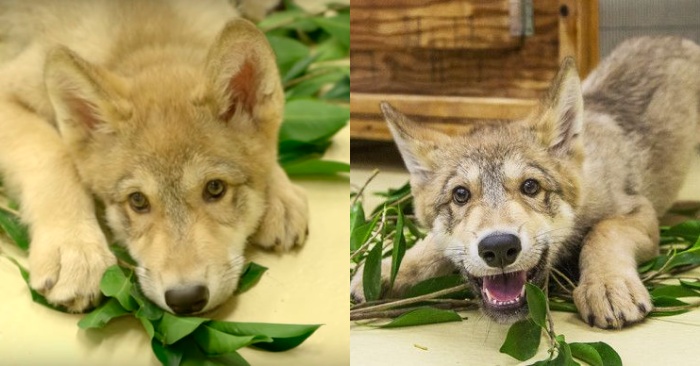  Ce petit loup merveilleux est né dans un zoo et a attiré l’attention de tout le monde avec son visage mignon