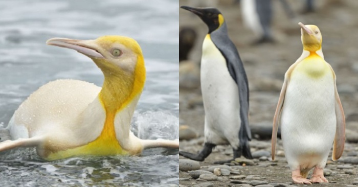  Le opérateur a réussi à capturer le pingouin jaune du monde