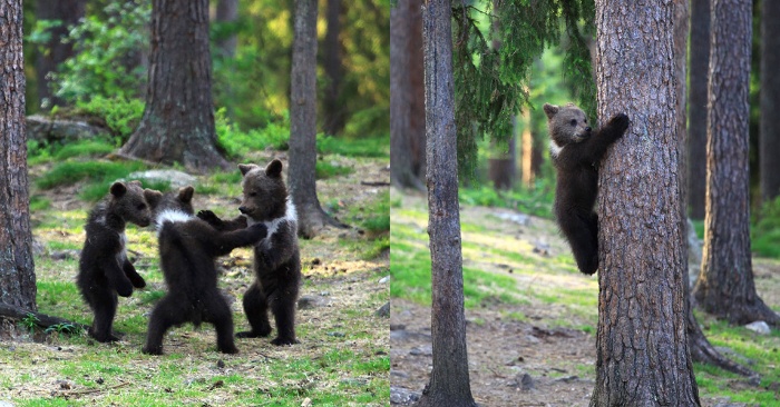  Scène très intéressante  des ours heureux dansent en se tenant dans la forêt