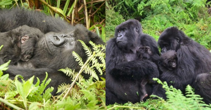  Ce gorille adolescent aide la mère de chacun à prendre soin des petits