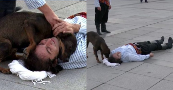  Un chien solitaire, pensant que l’acteur allongé sur le sol ne se sent pas bien, court l’aider