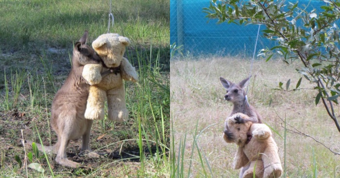  Comment scène mignonne  cette belle petit kangourou étreint l’ours jouet avec une grande joie comme si c’était son ami