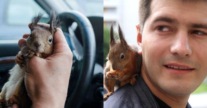  Cet homme décida de donner refuge à l’écureuil, l’adopta et maintenant l’écureuil travaille avec lui dans un taxi