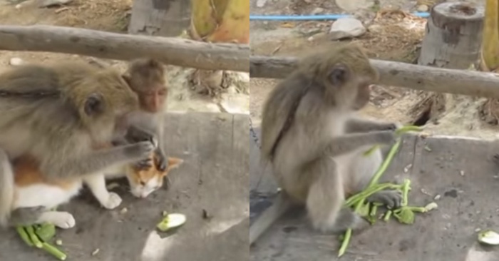  Voici une histoire drôle : cette macaque punit son petit pour avoir offensé son ami.