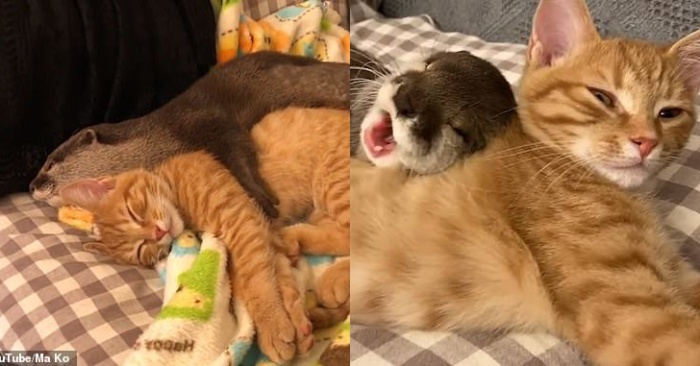  Voici une amitié précieux un chat et une loutre sont devenus amis et même dorment ensemble