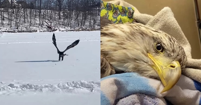  Les chasseurs blessent l’aigle  heureusement les vétérinaires ont pu sauver la vie de l’oiseau