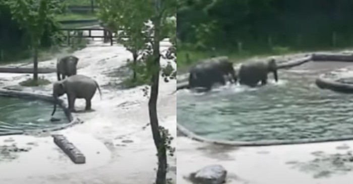  Dans cette scène, deux éléphants se précipitent à la piscine pour sauver un bébé éléphant