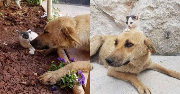  Une histoire très touchante et belle  un chat orphelin se rapproche d’un chien qui a perdu ses petits