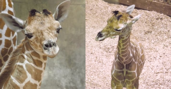  Le zoo de Memphis a déjà un nouveau résident  la girafe somalienne vit déjà ici