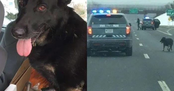  Merci aux policiers  ils ont fermé l’autoroute pour aider le chien effrayé