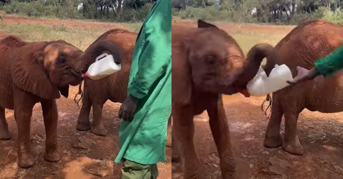  L’éléphant orphelin tente de tenir la bouteille de lait avec le tronc pour montrer qu’il a déjà grandi