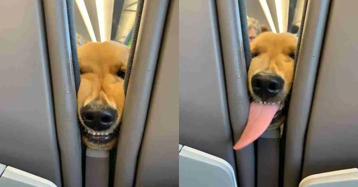  Histoire drôle ce chien merveilleux était fatigué dans l’avion et a décidé de jouer et de s’amuser avec les gens