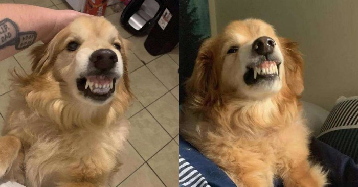  Ce chien est resté dans l’abri à cause de son sourire étrange, les gens ne voulaient pas l’adopter.
