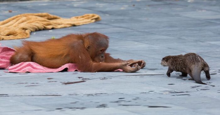  Une scène inattendue se produit au zoo  une famille d’orangs-outans se lie d’amitié avec une famille de loutres