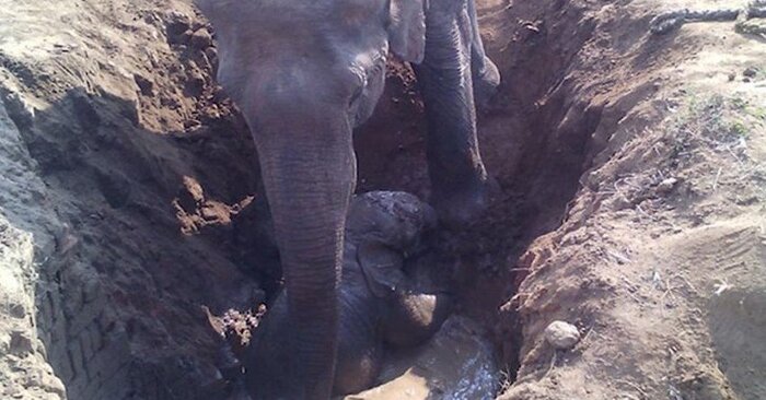  Heureusement, seulement avec l’aide de personnes aimables, l’éléphant a pu tirer son bébé d’un trou profound