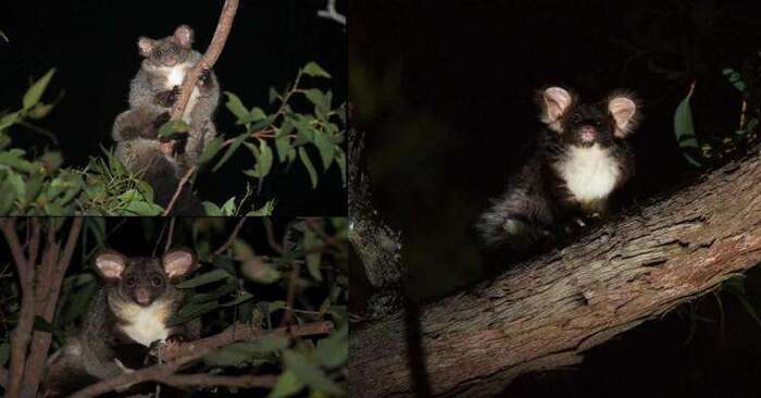  Ces animaux mignons ont été trouvés en Australie  voici à quoi ils ressemblent