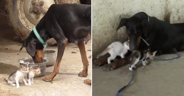  Chien attentionné et gentil a perdu ses chiots et est devenu une mère adoptive pour les chatons orphelins