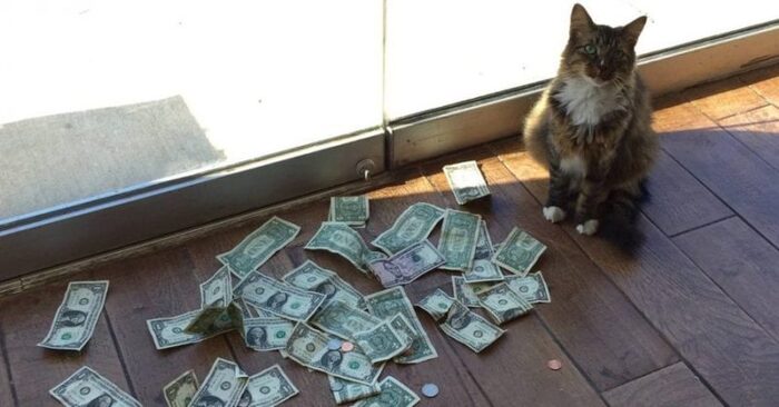  Une histoire très intéressante : les employés étaient étonnés de voir comment le chat recueillait de l’argent tous les jours