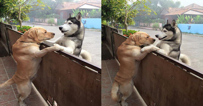  Même la clôture n’a pas interféré avec l’intimité et l’amour  les chiens ont essayé par tous les moyens possibles pour atteindre l’autre