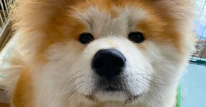  Ce merveilleux chien moelleux avec un regard unique a attiré l’attention de tout le monde et est devenu une star d’Internet