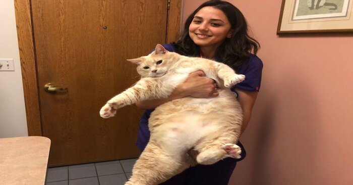  Ce couple merveilleux et attentionné a adopté un chat gras d’un refuge et l’a aidé à perdre du poids