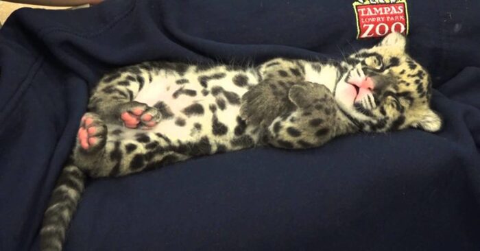  Léopard vraiment adorable et mignon  la posture de sommeil de ce bébé attire tout le monde