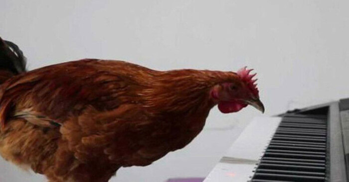  Voici une scène intéressante et drôle : un étudiant chinois a enseigné à une poule à jouer du piano pendant deux mois