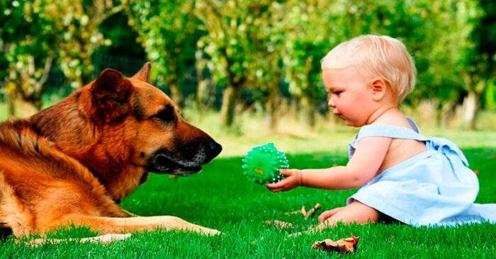  Parfois les animaux peuvent être très doux  ce chien merveilleux voulait sentir le battement de cœur d’un enfant à naître