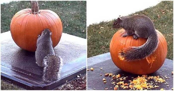  Un écureuil agile a été en mesure de faire un véritable chef-d’œuvre d’une citrouille pour Halloween