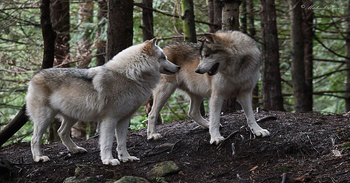  Il y a une île dans le monde où vivent des loups très gentils et amicaux, les gens peuvent même s’approcher et les caresser