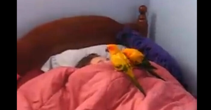  Les perroquets ne veulent pas quitter le lit de leur propriétaire et essaient constamment de la réveiller