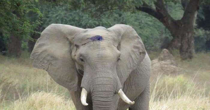  Heureusement, cet éléphant rencontre de bonnes personnes et grâce à eux, l’éléphant est opéré sur