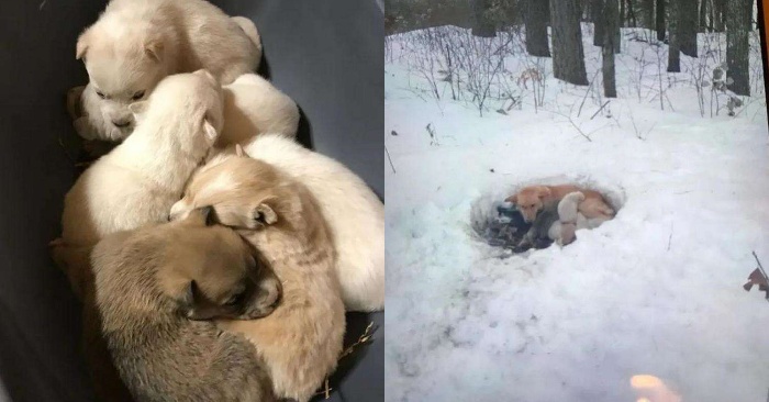  Heureusement, les gens ont sauvé le chien et ses chiots, qui sont restés dans la neige pendant plusieurs semaines
