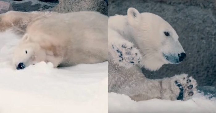  Déjà vivant au zoo de San Diego, ces mignons ours polaires ravissent les gens avec leur jeu dans la neige