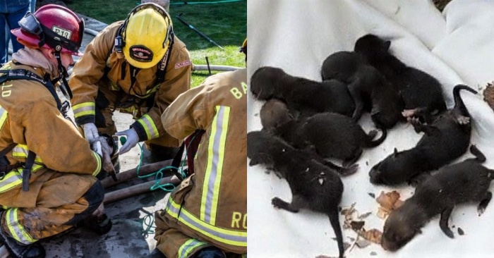  Heureusement, les pompiers ont réussi à sauver les bébés qui avaient besoin d’aide en les prenant pour des chiots