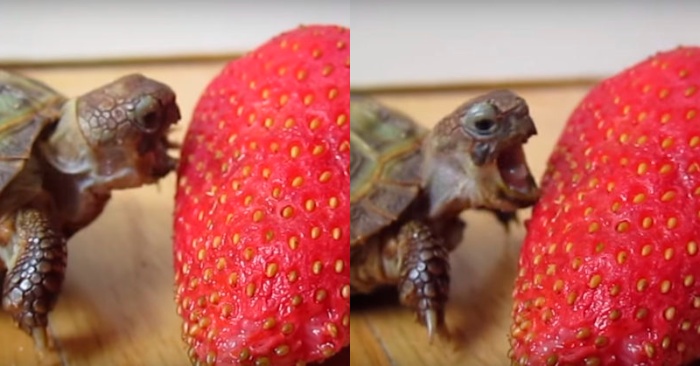  Voici une scène drôle  cette tortue goûte des fraises pour la première fois, il mord de toutes ses forces