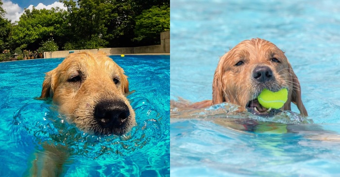  Ce n’est pas une nouvelle que les chiens aiment les piscines  ce chien aime vraiment l’eau et se sent heureux