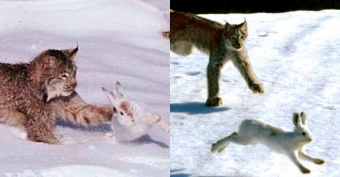  Le lynx voulait attraper le lapin, mais la course rapide de ce petit lapin ressemblait vraiment à un film d’action