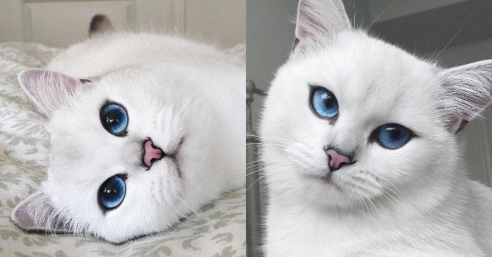  Superbe apparence les yeux de conte de fées de ce merveilleux chat blanc étonnera tout le monde