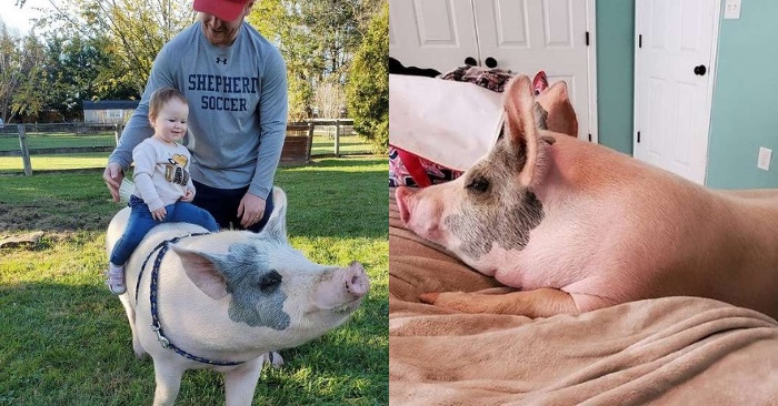  Heureusement, ce cochon a été sauvé  une fille gentille et attentionnée aide le cochon, qui se sent maintenant très bien