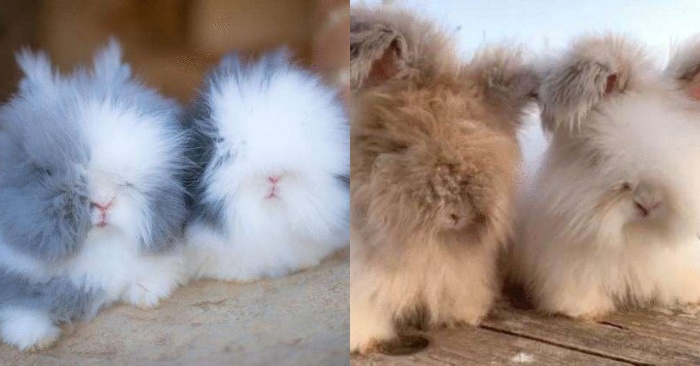  Ces merveilleux lapins uniques ne laissent personne indifférent, leurs oreilles pelucheuses attirent le monde